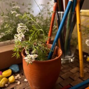 Plantable Pencils
