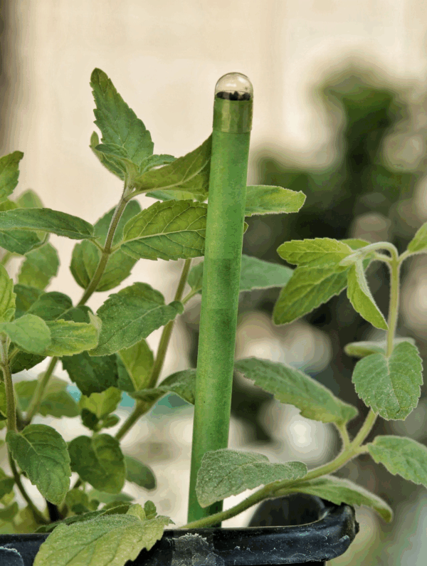 PENCIL (PLANTABLE) - Image 2