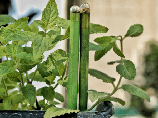 PENCIL (PLANTABLE) - Image 3
